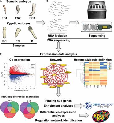 Identification of Metabolic Pathways Differentially Regulated in Somatic and Zygotic Embryos of Maritime Pine